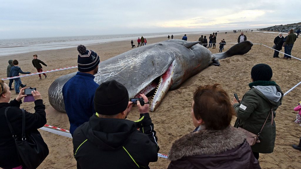 They open the whale’s belly, but what they found inside shocked everyone
